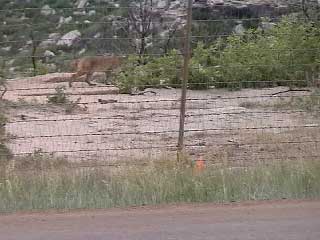 Photo of mountain lion