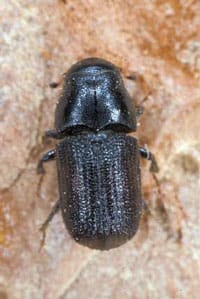 Picture of bug