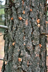 Photo of tree with damage