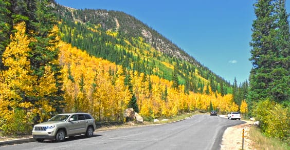 photo of yellow Apsen tress