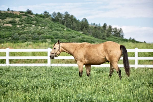 Picture of horse