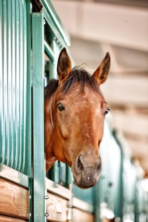 Picture of horse