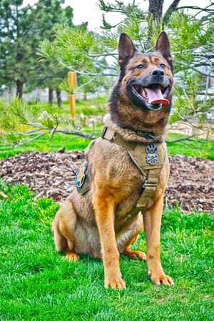 Picture of K9 officer