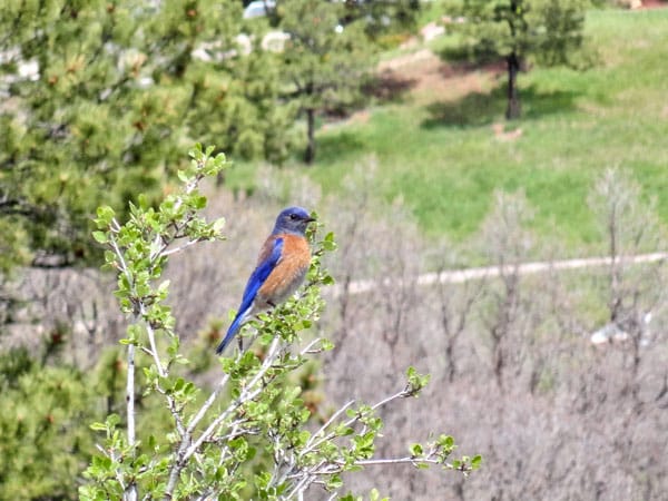 Bluebirds are coming back to Colorado | The Castle Pines Connection