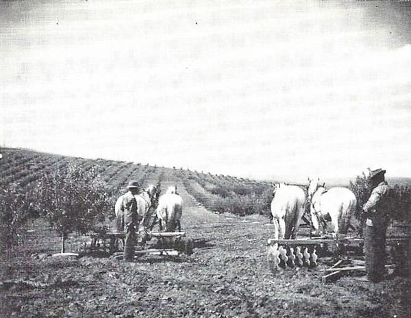 Picture of The Lambert orchard
