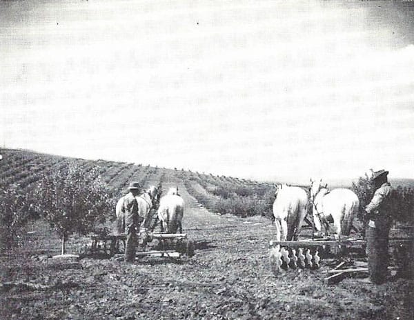 Picture of The Lambert orchard