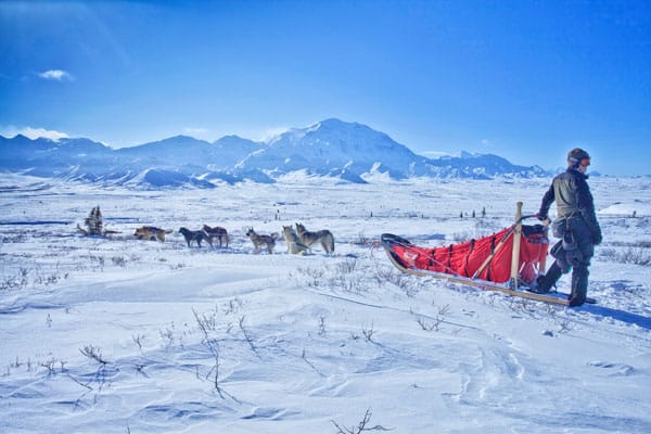 Picture of dog sledding