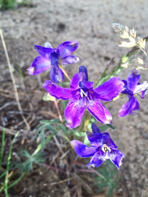 Picture of Larkspur flower on Spruce Mountain