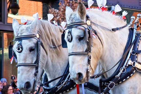 Photo of horses 2020 National Western Parade