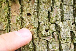 Photo of Ash tree bark with Emerald Ash Borer