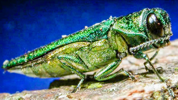 Photo of emerald ash borer