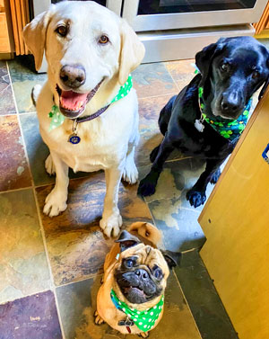 Photo of pets Three Stooges of Castle Pines