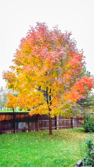 photo of healthy Ash Tree