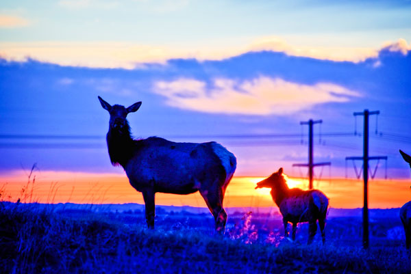 Photo of elk at sunset.