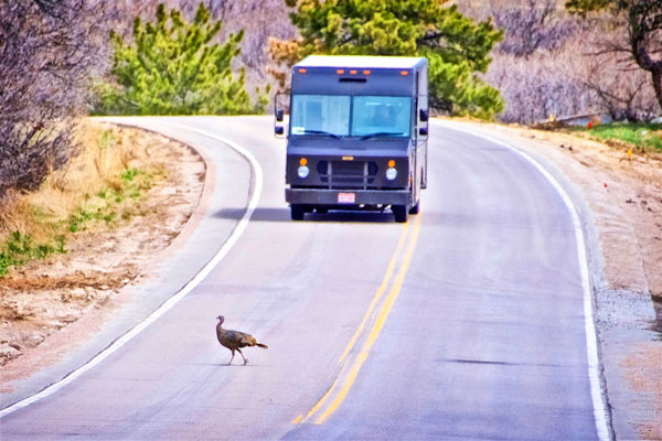 Photo of wild turkey slowing down UPS truck