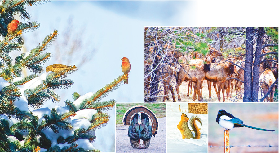 Caslte Pines Wildlife photos