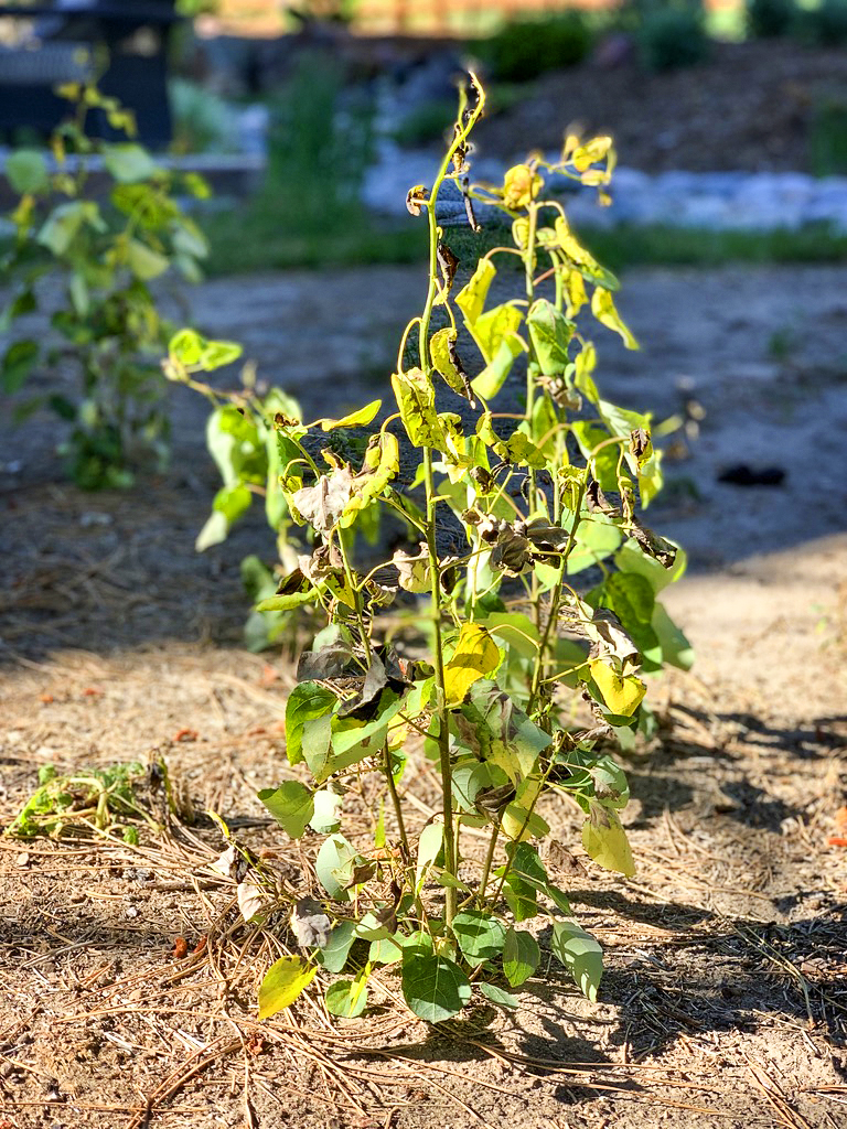 Photo of Aspen shoots
