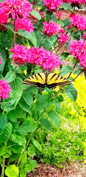 Photo or swallowtail butterfly on a bee balm
