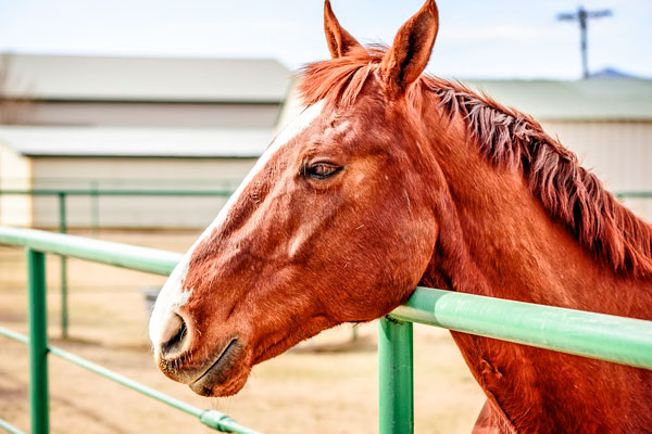 Photo of Bell Mountain Ranch Equestrian Center