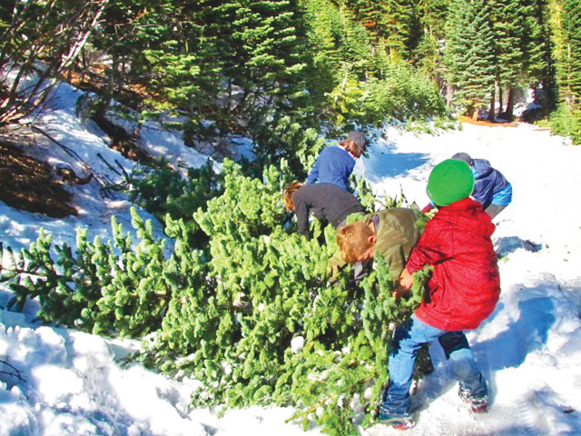 Buffalo Creek Christmas Tree Cutting 2022 Mountain Christmas Tree Hunting | The Castle Pines Connection