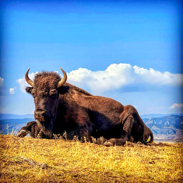 Photo of buffalo