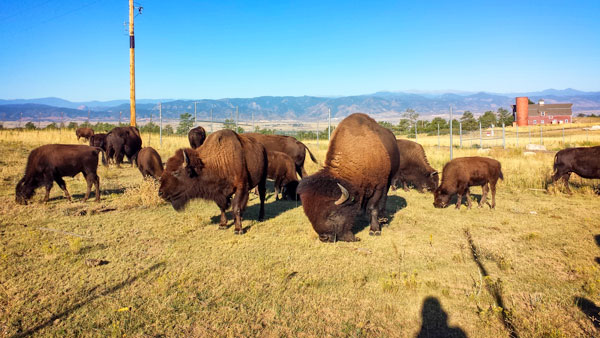 Photo of Bison at Daniels Park