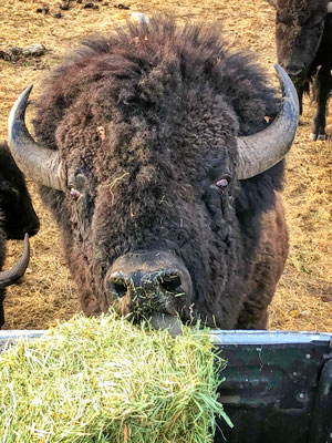 Photo Rawhide, the herd’s largest bull bison