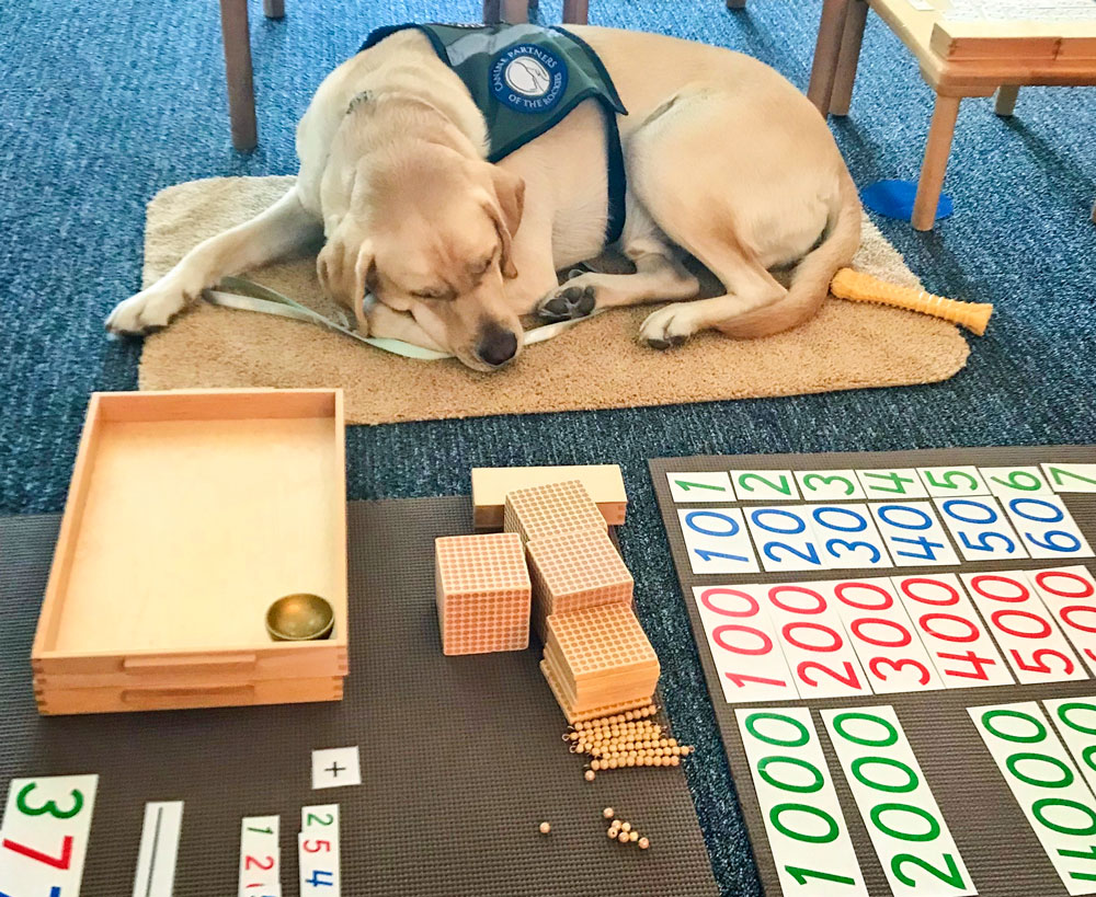Photo of DCS Montessori service dog