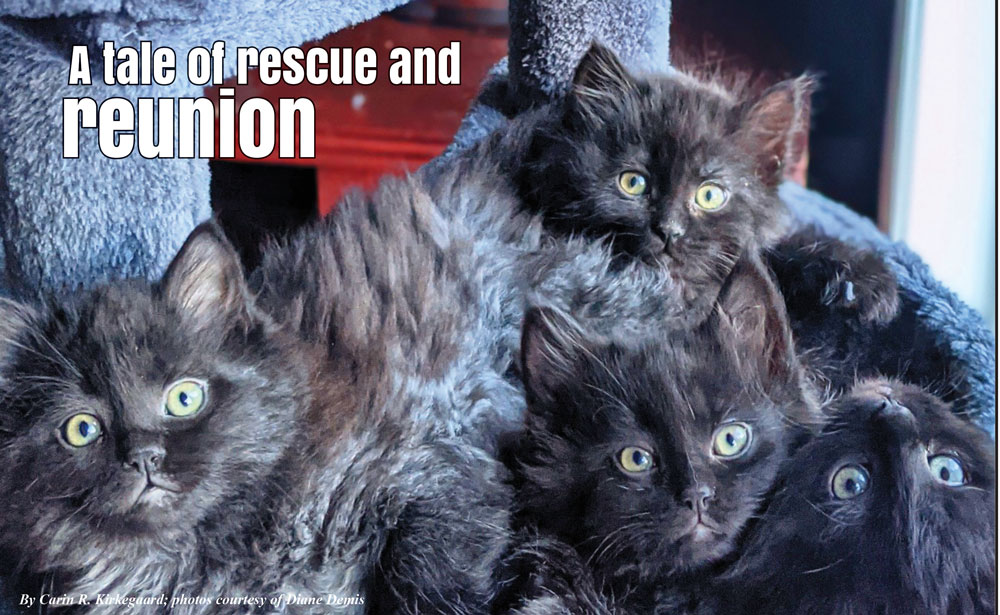 Photo of rescued kittens