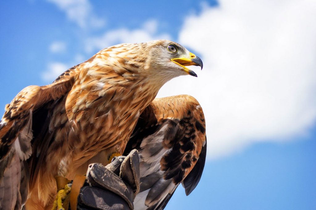 Photo of a golden eagle.