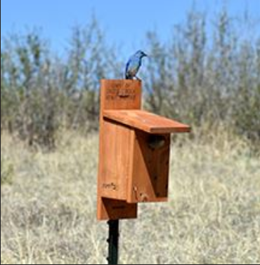 BluebirdonBox