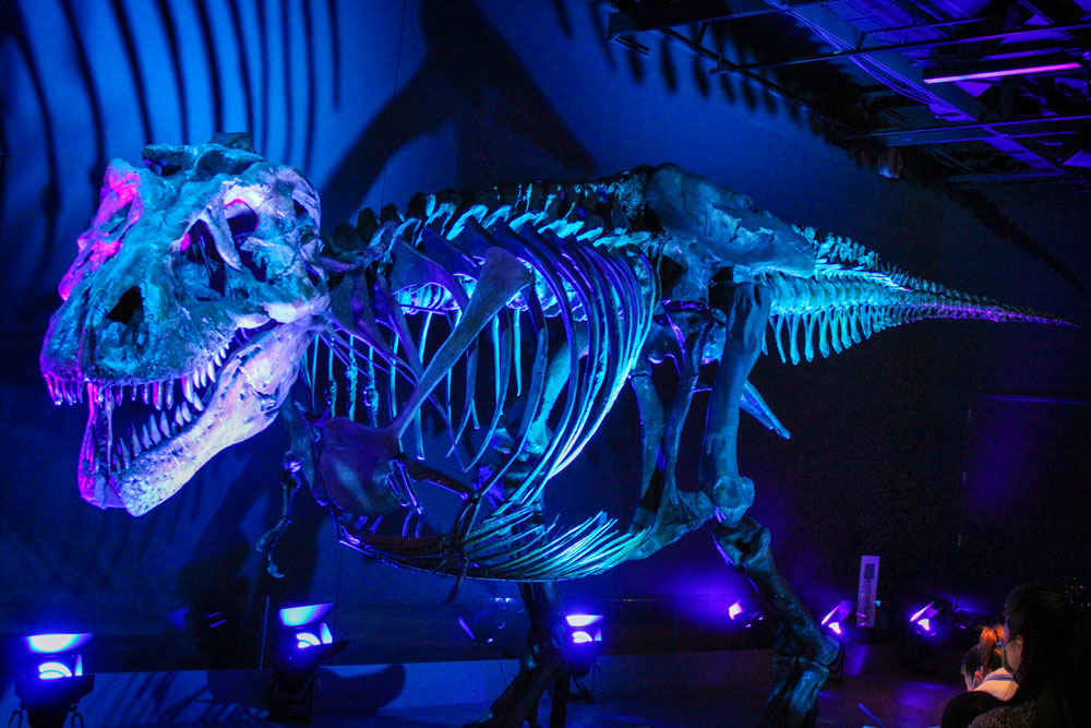 protest zoom abort Tyrannosaurus Sue at the Denver Museum of Nature & Science