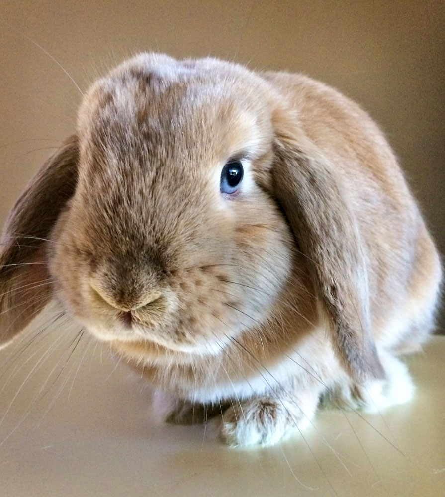 Photo of Carmel is one of the smallest lop-eared rabbit breeds