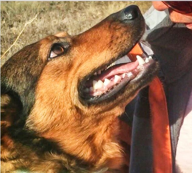 Photo of Hannah a rescued dog