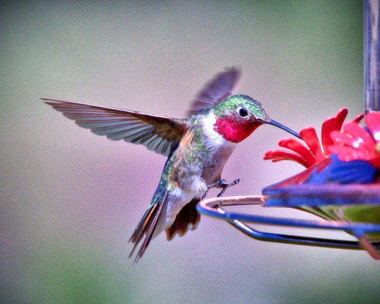 back the hummingbirds The Castle Pines Connection