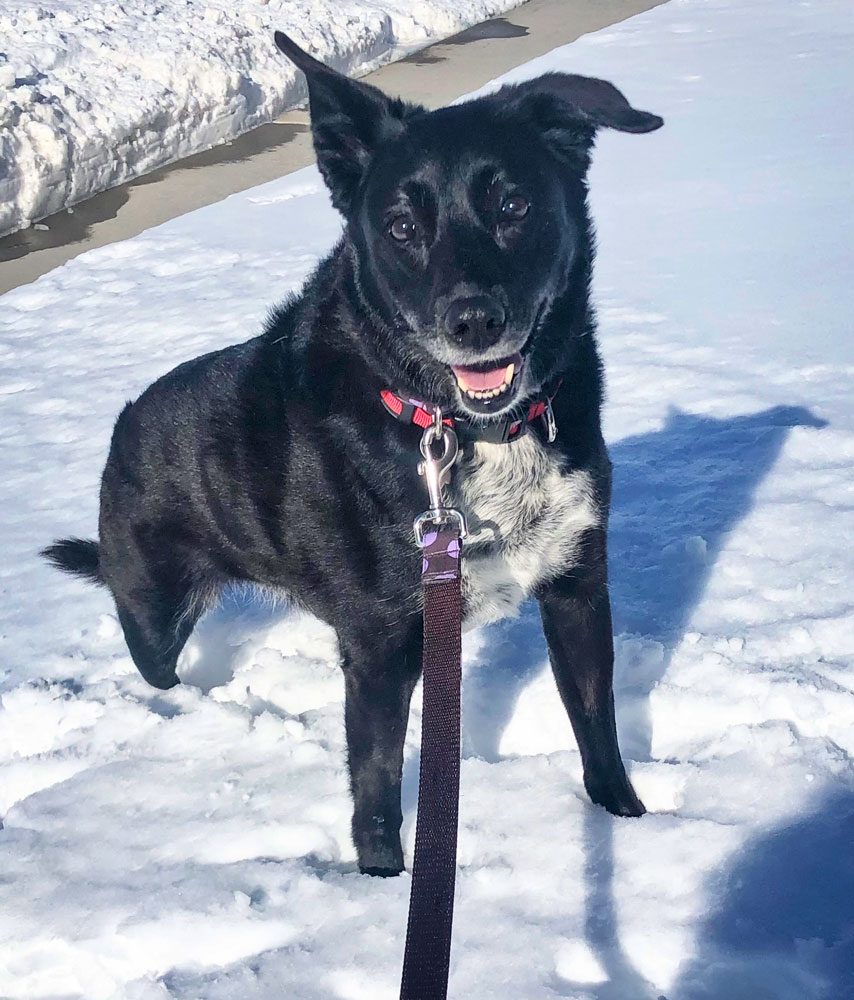 Photo of Nara the dog.