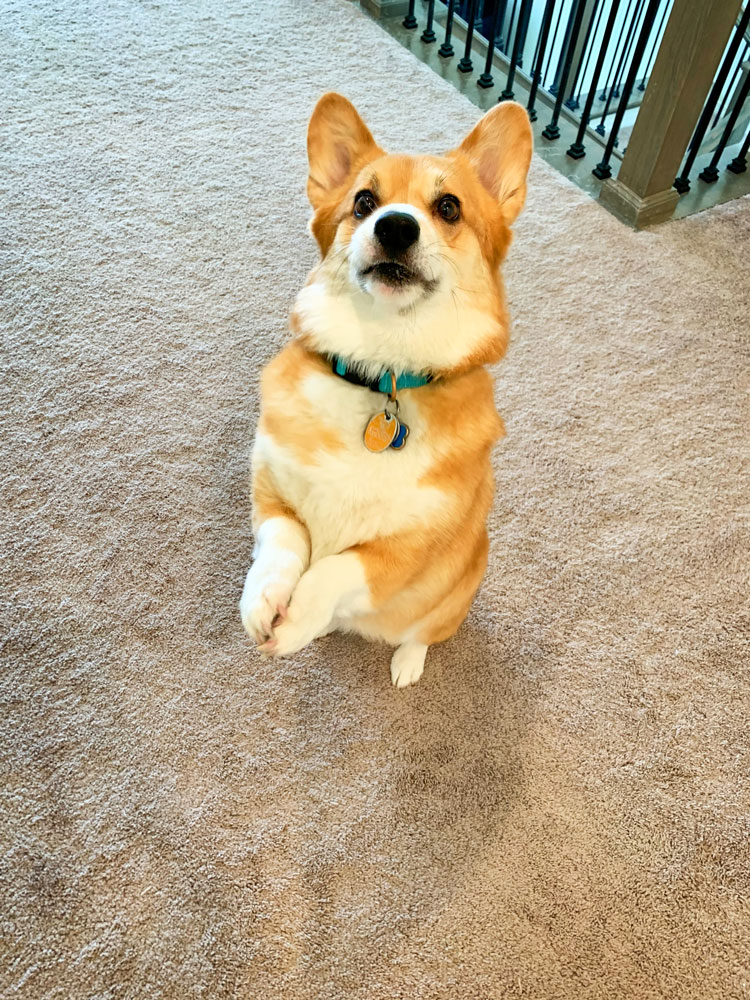 Photo of Olive the dog