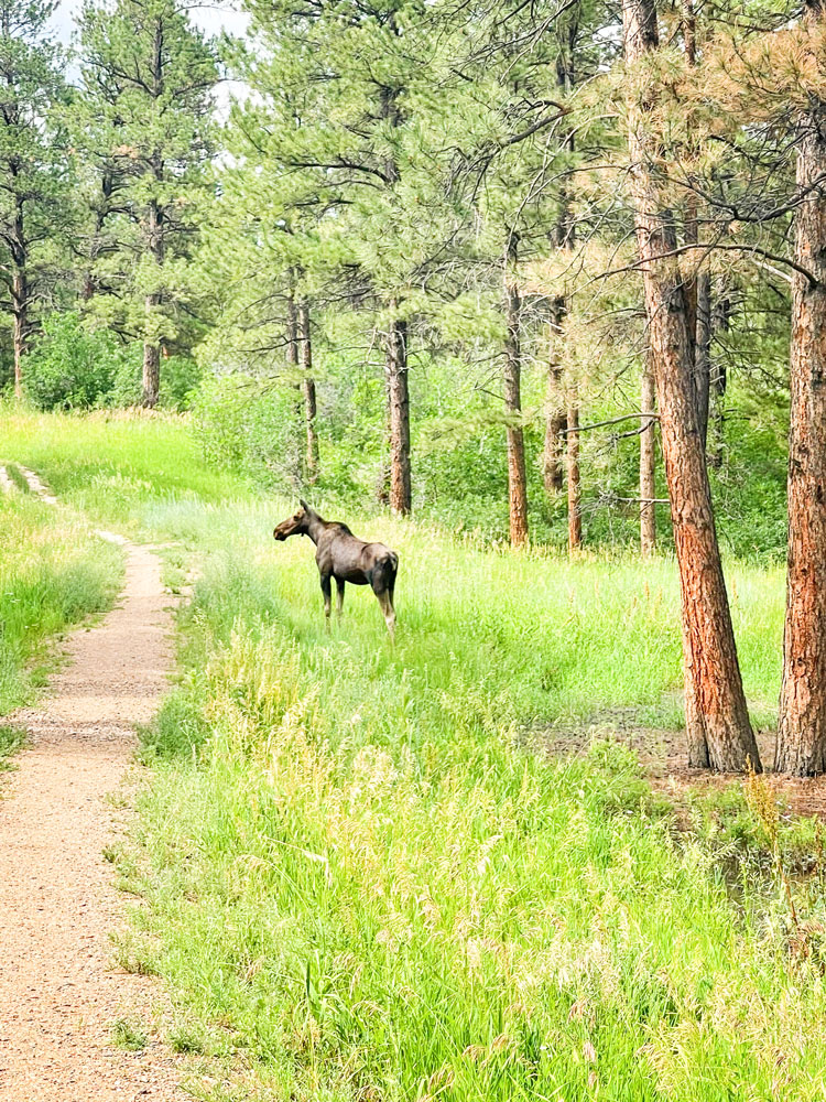 Photo of juvenile moose
