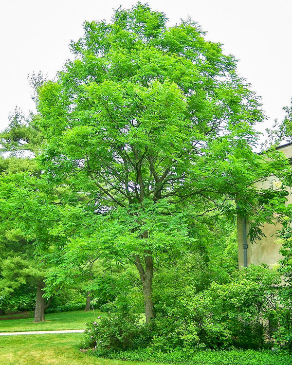 Photo of Kentucky coffeetree