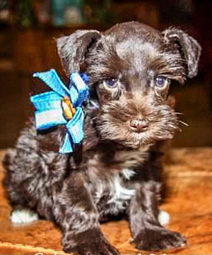 Photo of miniature schnauzer
