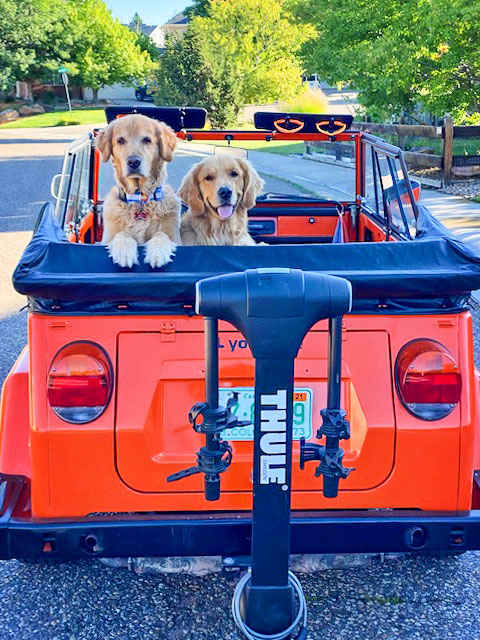 Photo of the Tankersleys’ golden retrievers, Bo and Scout, riding in classic VW Thing.