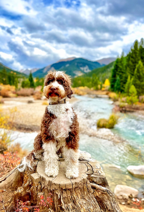 Photo of Pablo a Portuguese water dog.