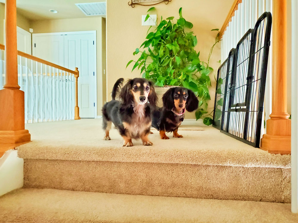 Photo of Baxter (left) has helped welcome Roxy (right), a dog saved by the National Mill Dog Rescue.