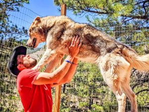 Photo of Drew Robertson, president and executive director of Mattersville Veterans with wolf-dog Autumn.
