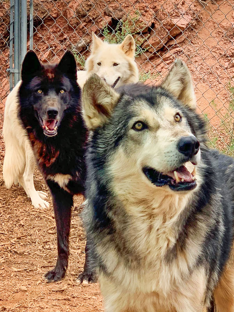 Photo of wolves Bane, Drogo and Gamora, three wolf-dogs that came to Mattersville from Louisiana.