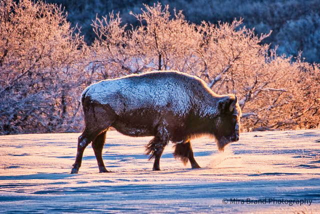 Photo by Mira Brand of buffalo in Daniels Park.