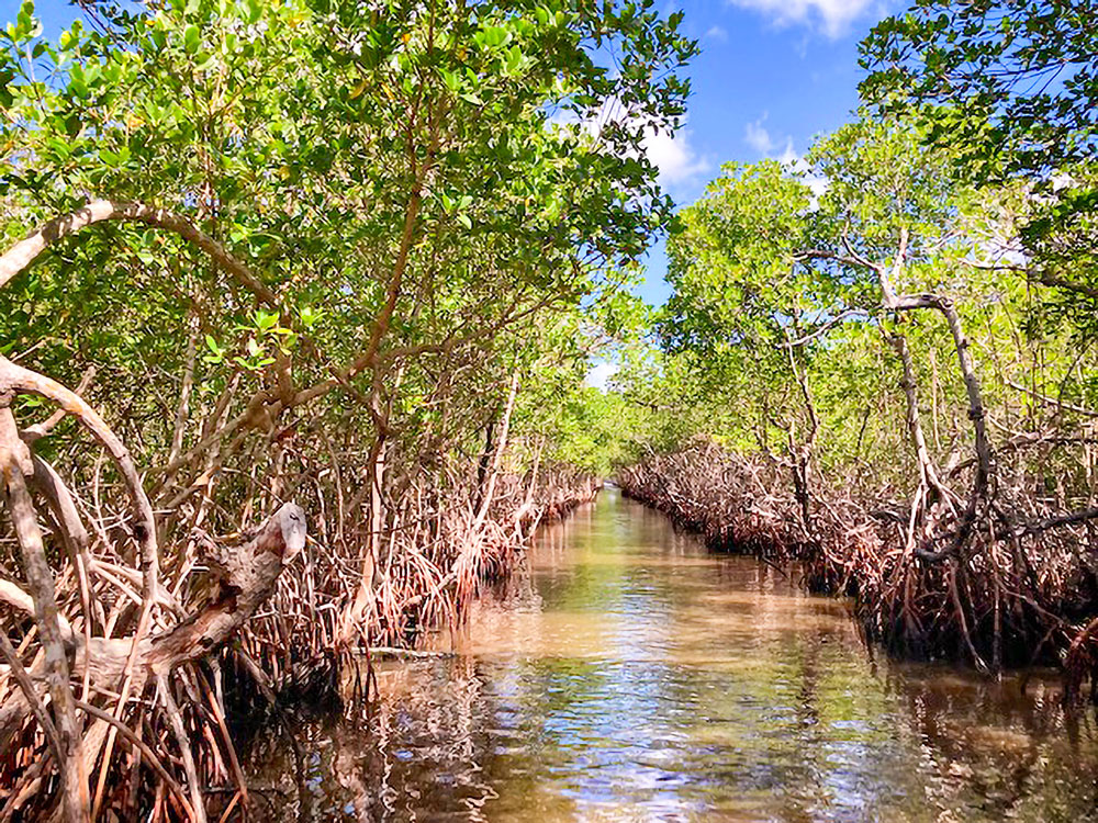 Photo of a bayou in Florida