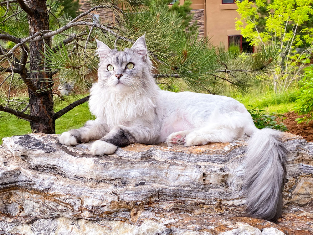 Photo of Maine coon cat