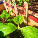 Photo of healthy seedlings thriving in a hydroponic system