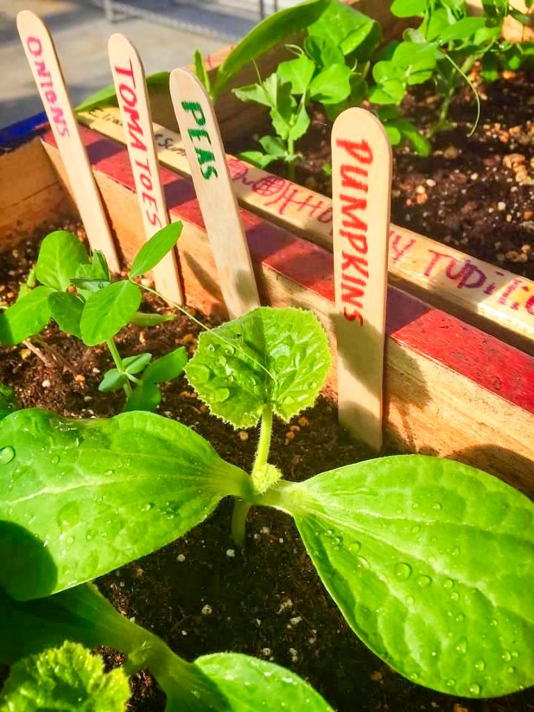 Photo of healthy seedlings thriving in a hydroponic system